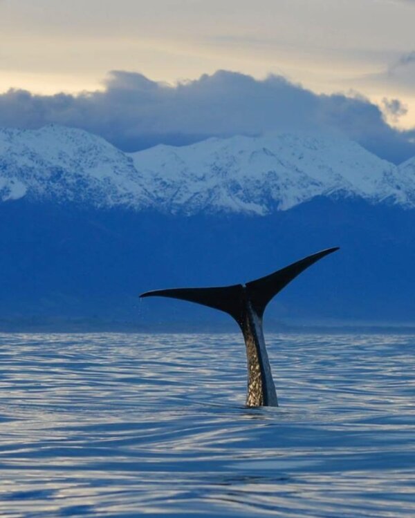 Kaikoura Whale Watch tour with 95% Whale spotting success rate! - Image 3