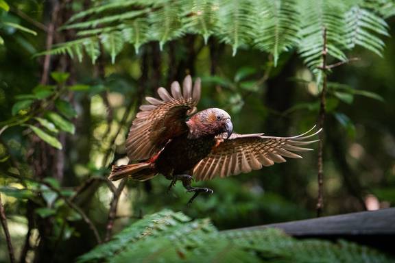 Sanctuary Mountain Night Tour Chuffed Gifts