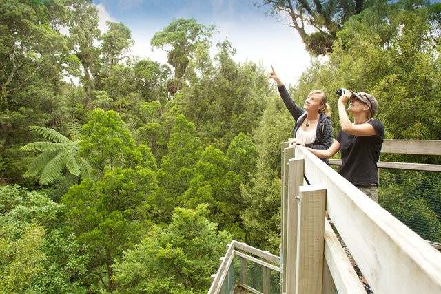 Ancient Forest Guided Tour at Sanctuary Mountain Maungatautari