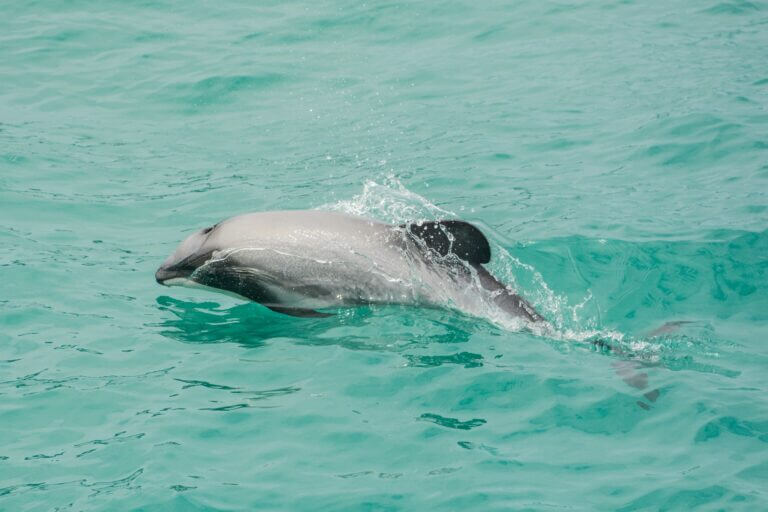 Swim with Wild Dusky Dolphins in Kaikōura’s Stunning Open Ocean! - Image 4