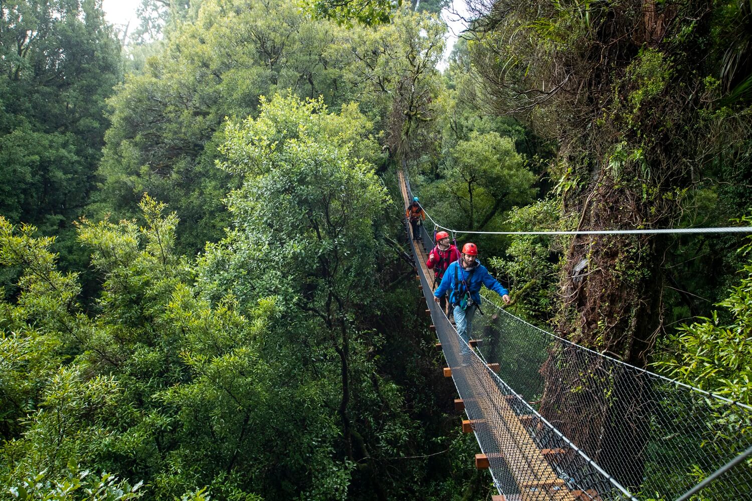 Explore an incredible Native Forest via Ziplines, Cliff Walks and suspended bridges with Rotorua Canopy Tours - Image 5