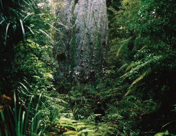 Twilight Tane Mahuta Experience - Image 3