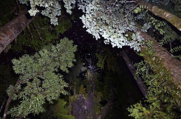 Twilight Tane Mahuta Experience - Image 4