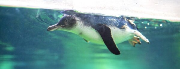 International Antarctic Centre Penguin Chuffed Gifts
