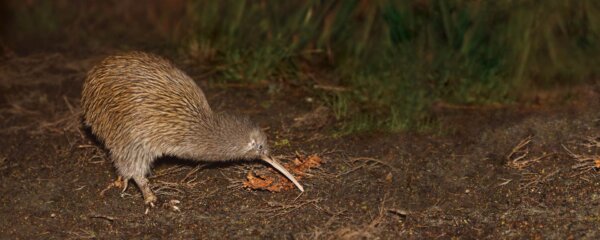 Stewart Island Wild Kiwi Encounter - Image 3