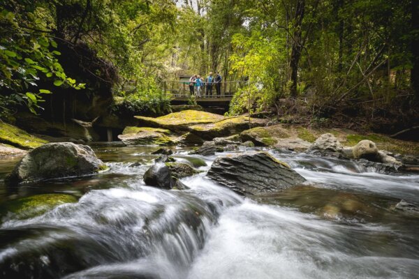 Glowworm Cave Tour - Image 3