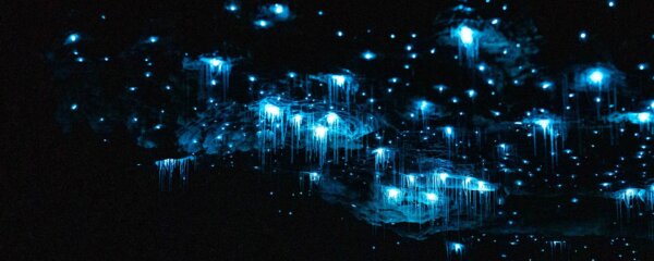 Glowworm Cave Tour - Image 3