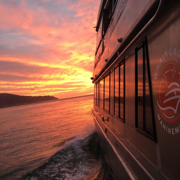 Explore Raglan's spectacular Harbour on a stunning sunset cruise with Fish and Chips! - Image 3