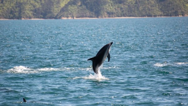 Dolphin Discover Adventure - Image 4