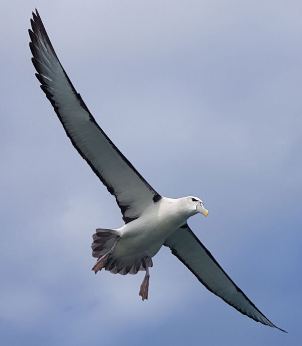 Otago Harbour Albatross Viewing Trip! - Image 2