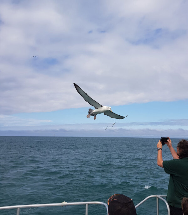 Otago Harbour Albatross Viewing Trip!