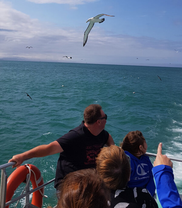 Otago Harbour Albatross Viewing Trip! - Image 3