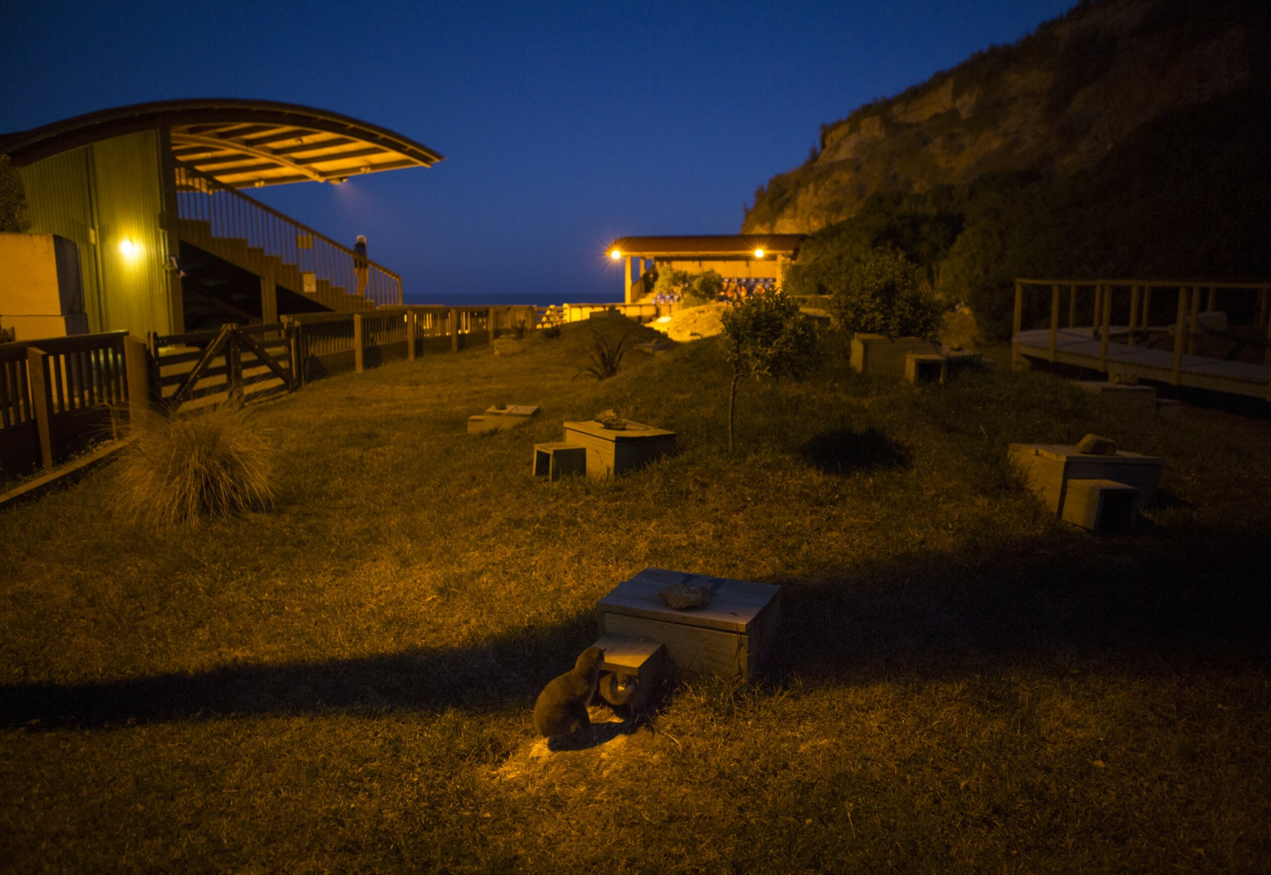 Watch Penguins returning from Ocean to Nest from the best seats in the House! - Image 4