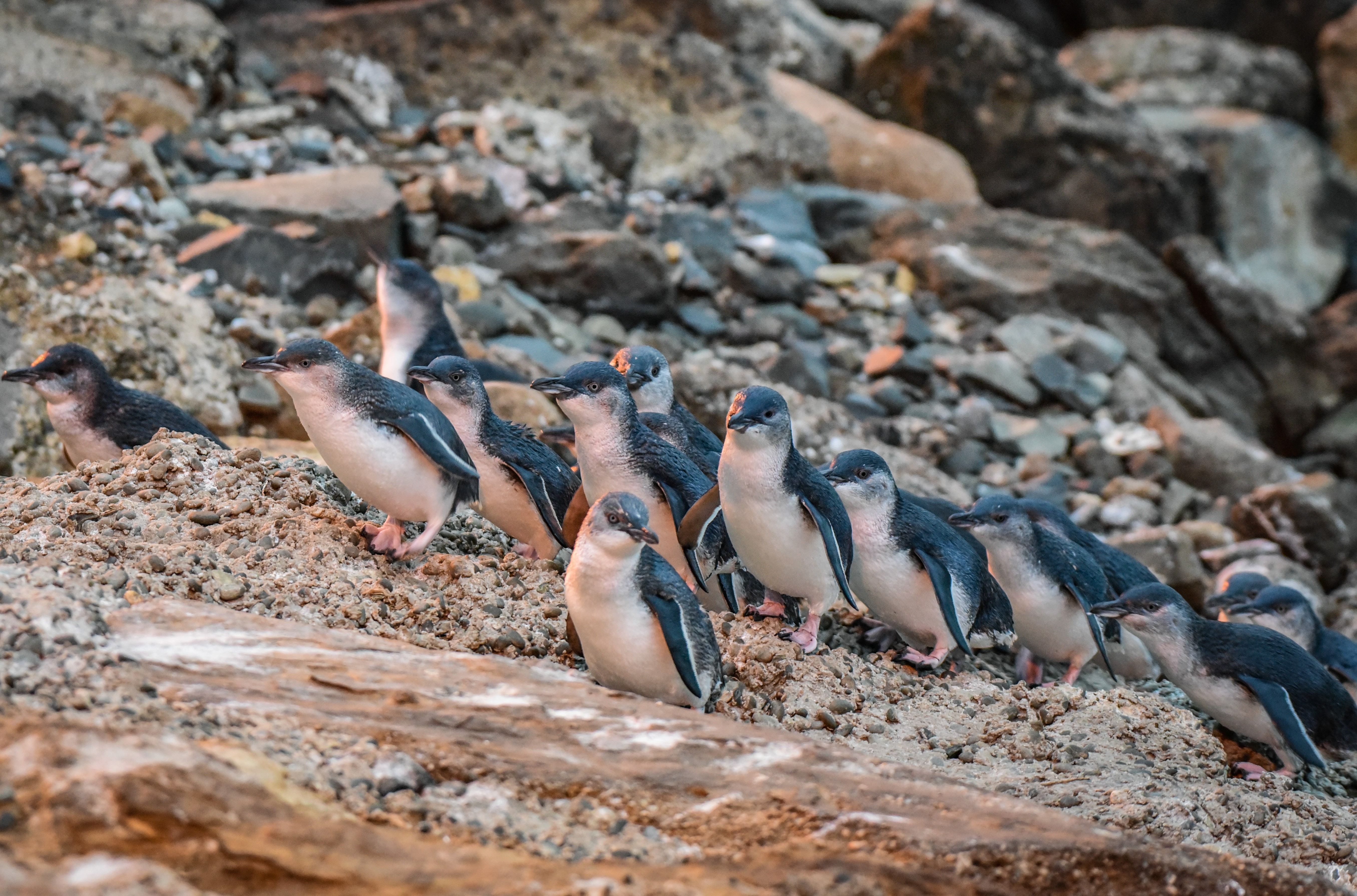 Watch Penguins returning from Ocean to Nest from the best seats in the House!