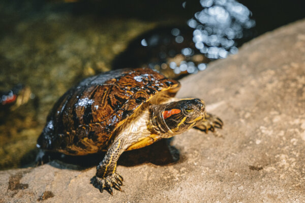 Terrapin (tiny Turtle) Encounter at National Aquarium Napier - Image 4