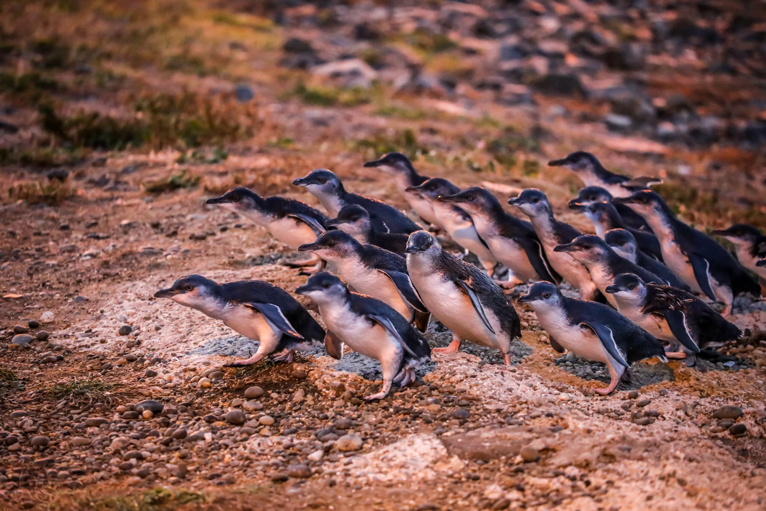 Watch Penguins returning from Ocean to Nest from the best seats in the House! - Image 3