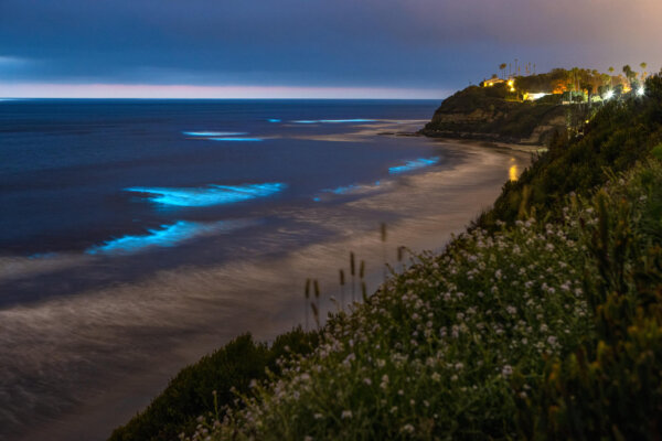 Bioluminescence evening Kayaking tour on Auckland's North Shore - Image 4