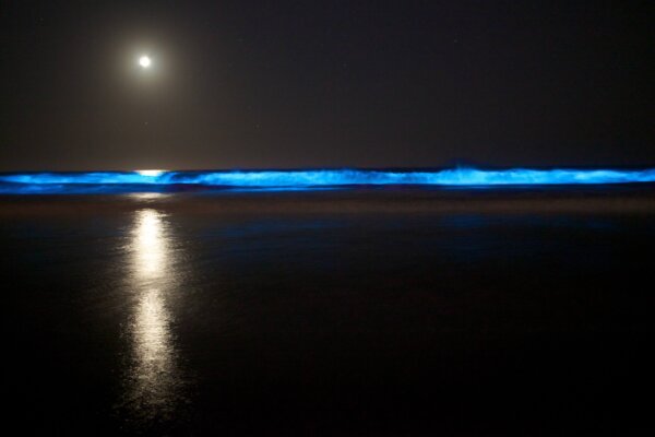 Bioluminescence evening Kayaking tour on Auckland's North Shore - Image 3