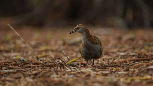 Explore Rotoroa Island Sanctuary in the Hauraki Gulf - Image 2