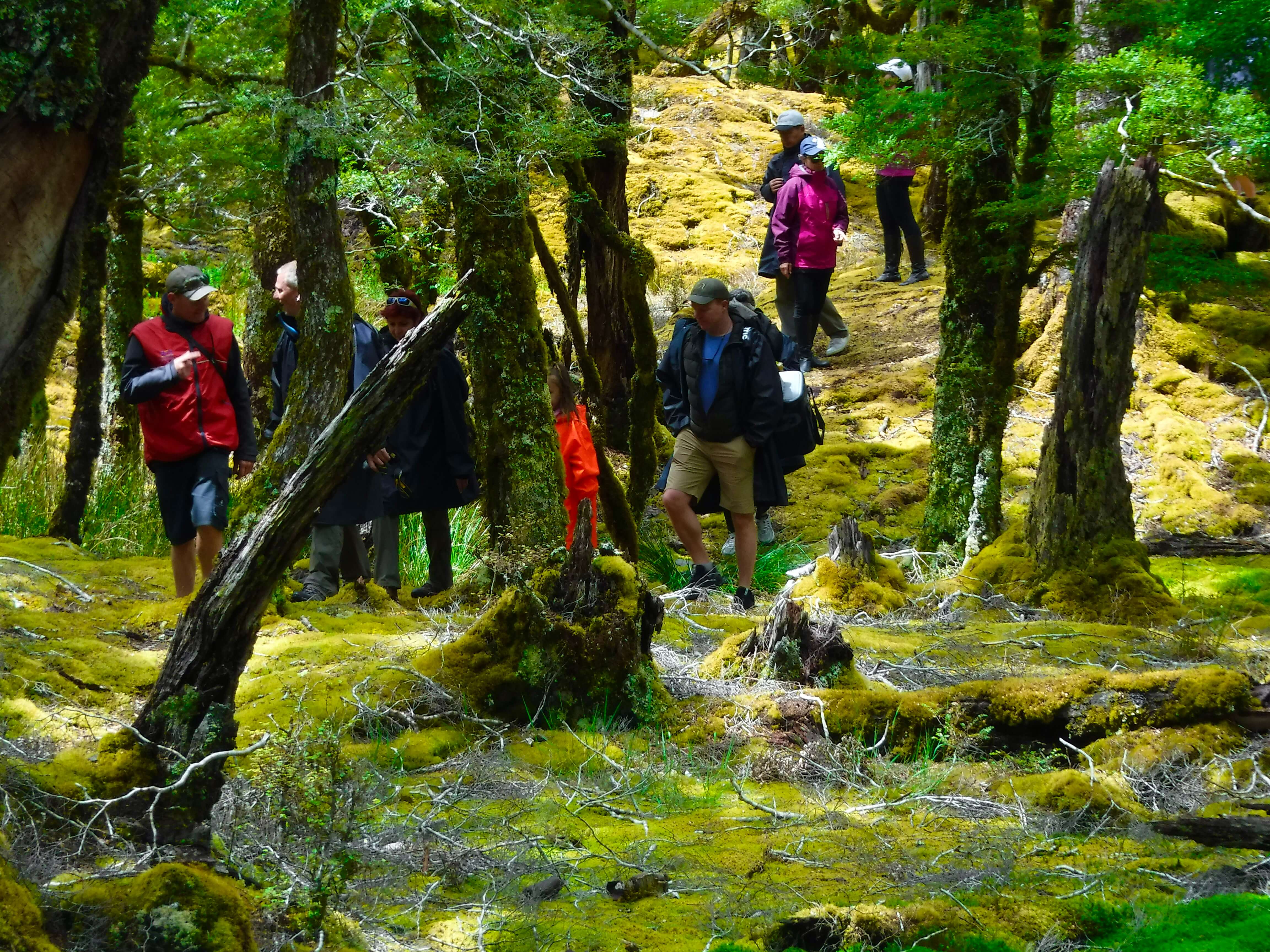 Wanaka River Journey - Jet Boating & Wilderness Walk - Image 3