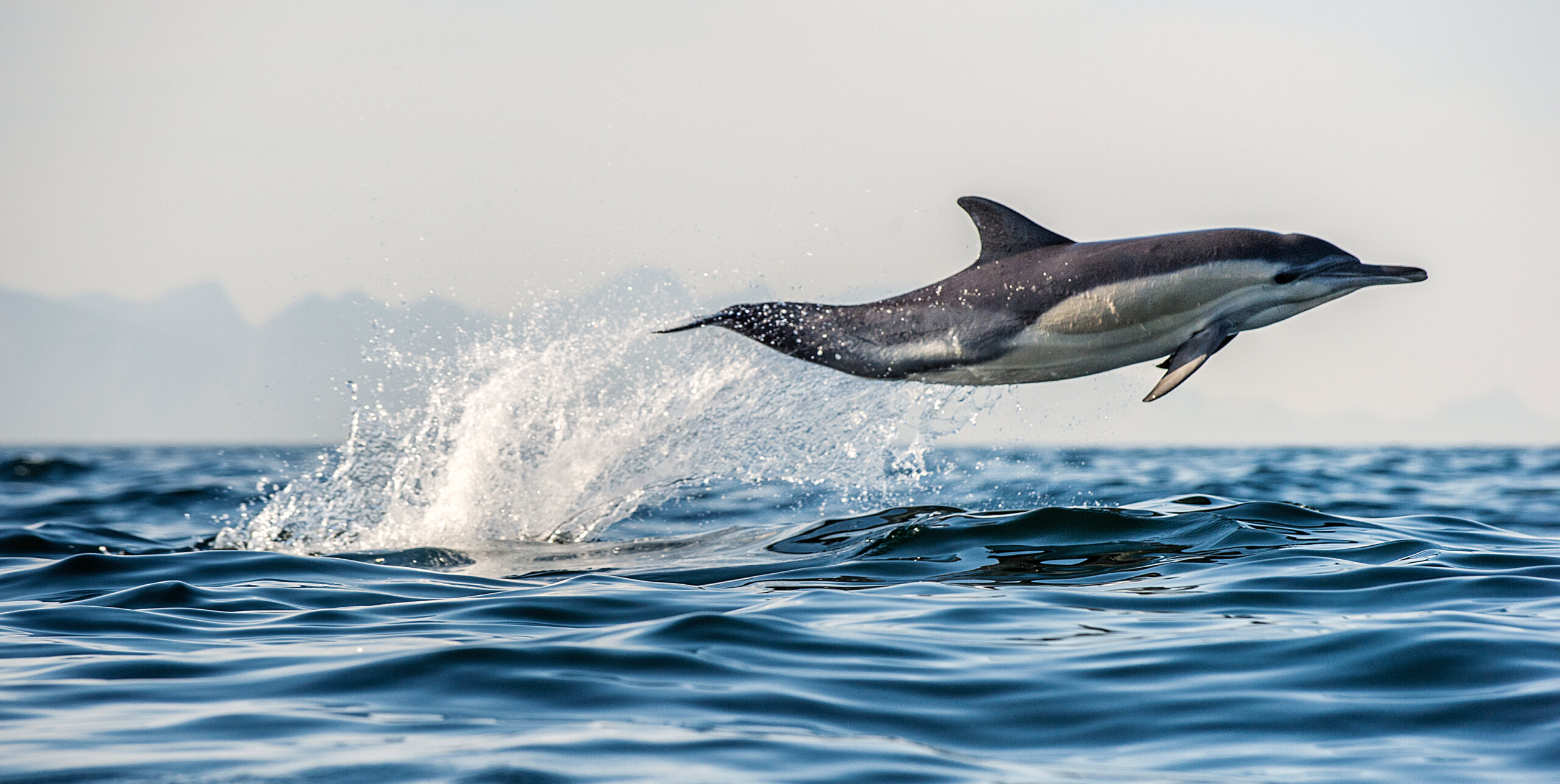 Watch Dolphins up close as you explore Tauranga's big blue backyard! - Image 4