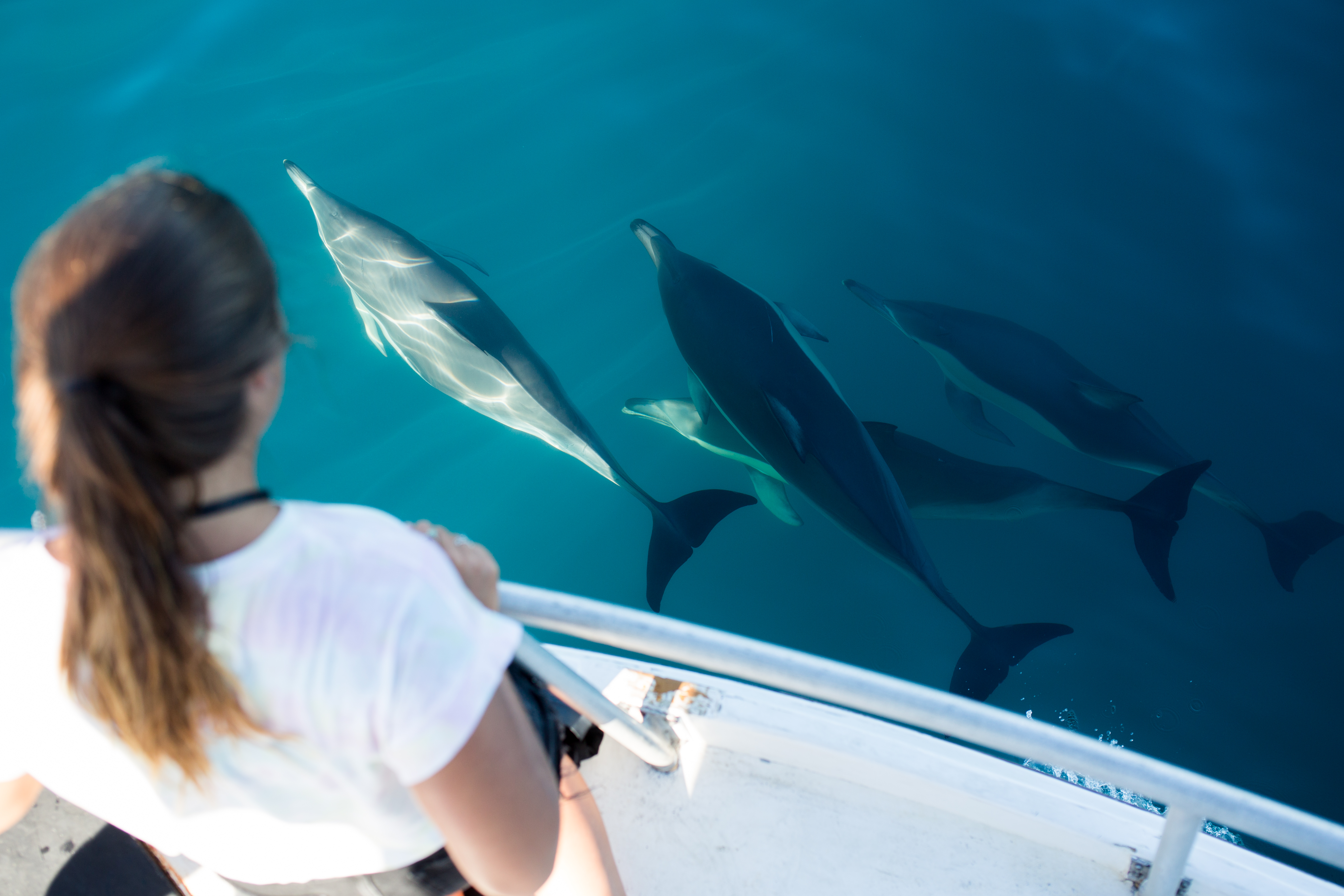 Watch Dolphins up close as you explore Tauranga's big blue backyard!
