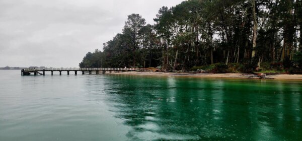 Explore North Island's most beautiful harbour with a 3 hour cruise departing Tauranga waterfront! - Image 3