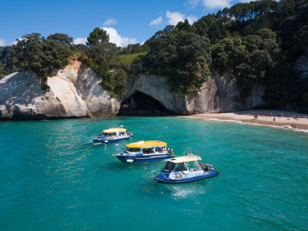 Experience the best of Coromandel above & below the Sea on an iconic Glass Bottom Boat tour! - Image 4