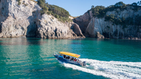Experience the best of Coromandel above & below the Sea on an iconic Glass Bottom Boat tour!