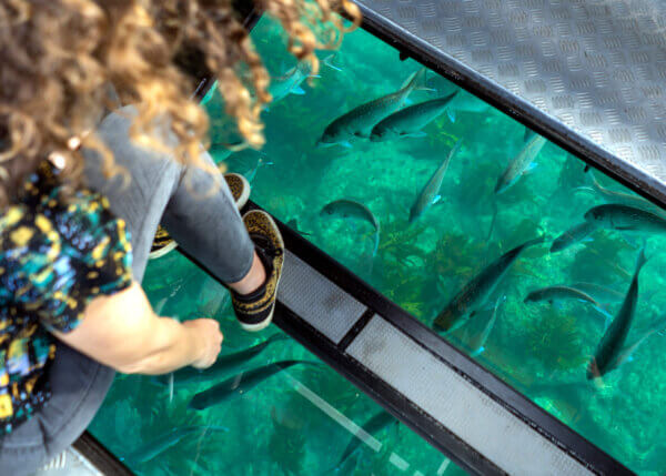 Experience the best of Coromandel above & below the Sea on an iconic Glass Bottom Boat tour! - Image 3