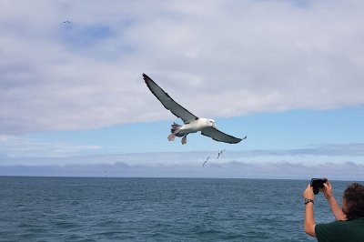3_albatross_dunedin_natures_wonders