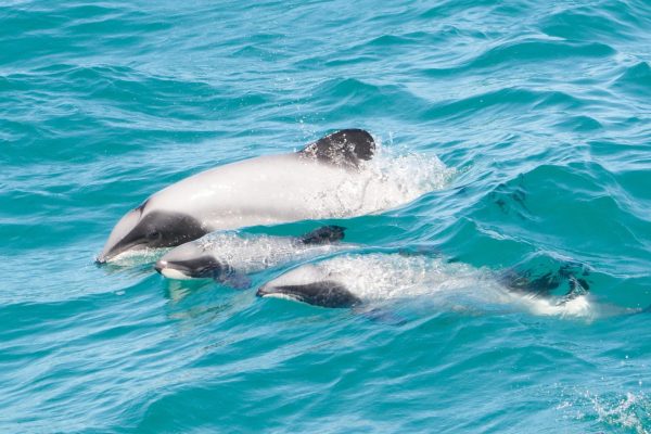 A pod of Hector_s dolphins, with a brand new calf.