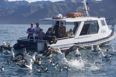 Boat_Birds_008