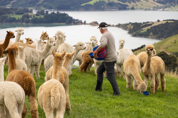 CNZ feeding time