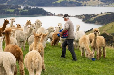 CNZ feeding time