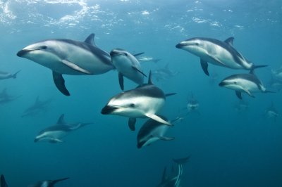 Dusky Dolphins_Underwater