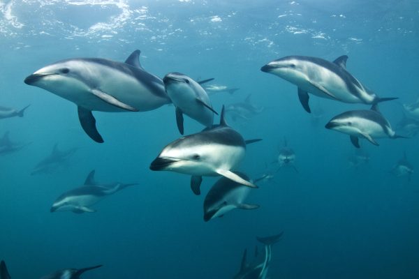 Dusky Dolphins_Underwater