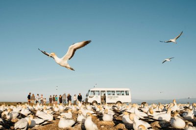 Gannets2