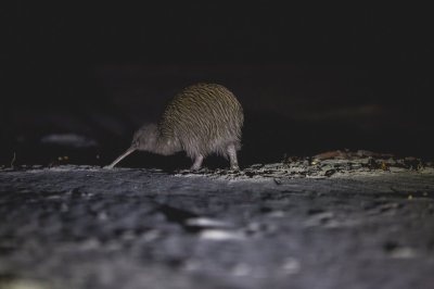 Kiwi tour