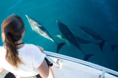 Marine Life