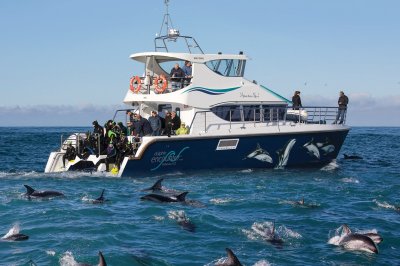 Moana Nui Image with Dolphins