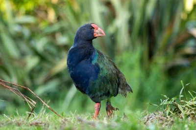 Nathan_Wakley_takahe_lg