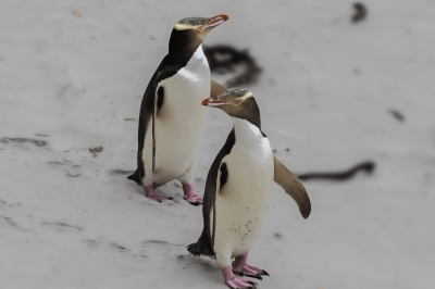 Natures Wonders Yellow Eyed Penguins Otago Chuffed Gifts