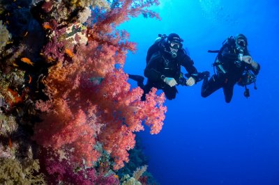 Nz diving 2