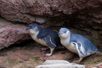 Penguin colony tour at dusk - Chuffed Gifts