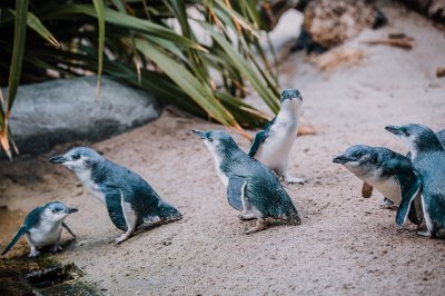 Penguins-Feb-2021-110