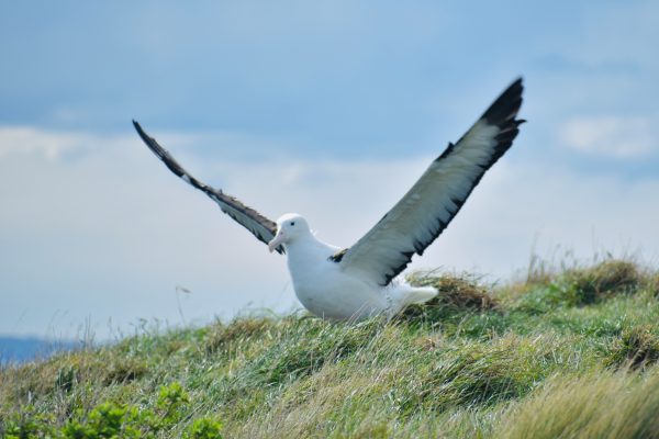 Royal Albatross 2