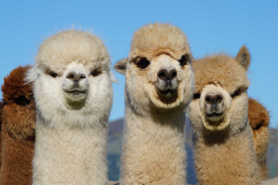 Shamarra Alpacas