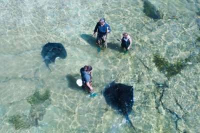 Singray-feeding-Tatapouri-Bay-Gisborne-4