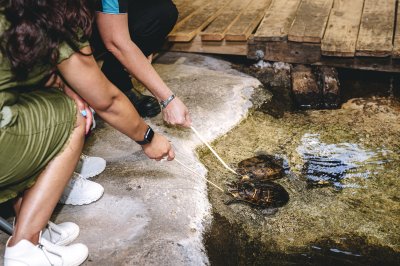 Terrapins-Close-Encounter